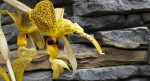 Stanhopea wardii.jpg