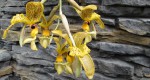 Stanhopea wardii-.jpg