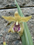 Bletilla ochracea - clone 1.jpg