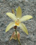 Bletilla ochracea var. Big Flower.jpg