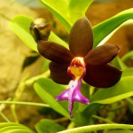 Trichoglottis brachiata 03.jpg