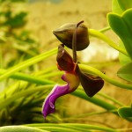 Trichoglottis brachiata 04.jpg