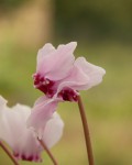 Cyclamen hederifolium zdvojený květ_b_resize.JPG