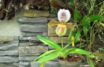 Paphiopedilum villosum var. gratrixianum.jpg