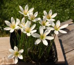 Zephyranthes candida_a_resize.JPG