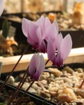 Cyclamen graecum_b_resize.JPG