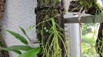Pyrrosia  lingua .+ Rhipsalis.jpg