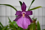 Miltonia spectabilis.jpg