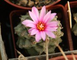 Turbinicarpus alonzoi_resize.JPG