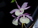 Dendrobium primulinum 01.JPG