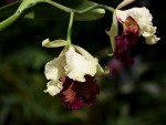 Cattleya aurea - forum.jpg