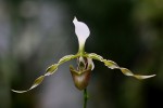 Paphiopedilum dianthum - forum.jpg