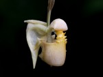 Coryanthes macrantha var. aurea - forum2.jpg