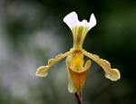 Paphiopedilum areanum.jpg