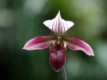 Paphiopedilum purpuratum..jpg