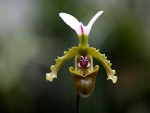 Paphiopedilum spicerianum.jpg