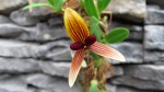 Bulbophyllum pardalotum.jpg