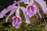 Cattleya-maxima_9523web.jpg