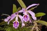 Cattleya-maxima_9530web.jpg