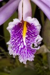 Cattleya-maxima_9526web.jpg