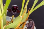 Maxillaria-schunkeana_9532web.jpg