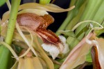 Coelogyne-speciosa_9533web.jpg