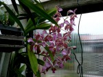 orchideje 23418.jpg