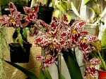 orchideje 23303.jpg