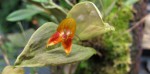 Lepanthes niesseniae-detail.jpg