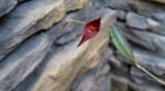 Lepanthes elegantula.jpg