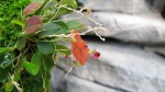 Lepanthes telipogoniflo​ra.jpg