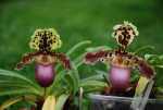 4208_Paphiopedilum henryanum.jpg