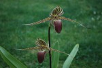 2801_Paphiopedilum rothschildianum.jpg