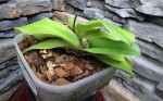 Paph.jpg