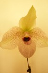 Paphiopedilum maliponense 001.jpg