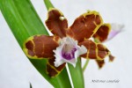 176 Miltonia candida.jpg