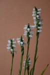 4256_Spiranthes odorata.jpg