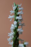 4260_Spiranthes odorata.jpg