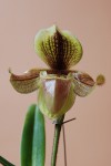 4262_Paphiopedilum villosum.jpg