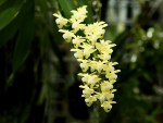 Aerides odorata var. alba.jpg