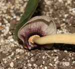 Amorphophallus polyanthus_b_resize.jpg