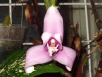 Lycaste skynneri 1.jpg