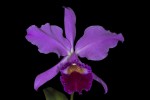 Cattleya-labiata_9963_web.jpg