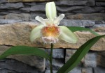 Sobralia fimbriata.jpg