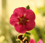 Anisodontea capensis_resize.JPG