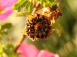 Anisodontea capensis_plod_a_resize.JPG