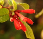 Cestrum fasciculatum_resize.JPG