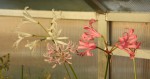 Nerine skupina_b_resize.JPG