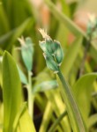 Lachenalia viridiflora_b_resize.JPG