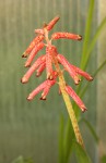 Lachenalia rubida_resize.JPG